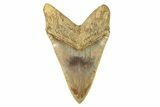 Serrated, Fossil Megalodon Tooth - Indonesia #279192-2